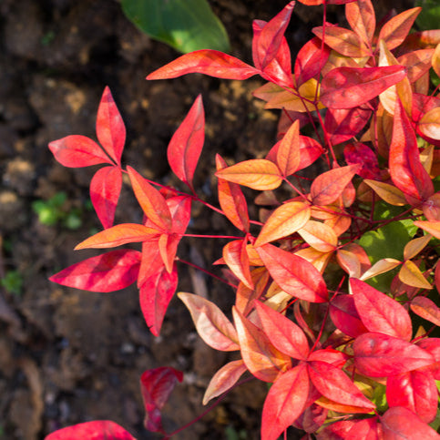 Nandina Firepower