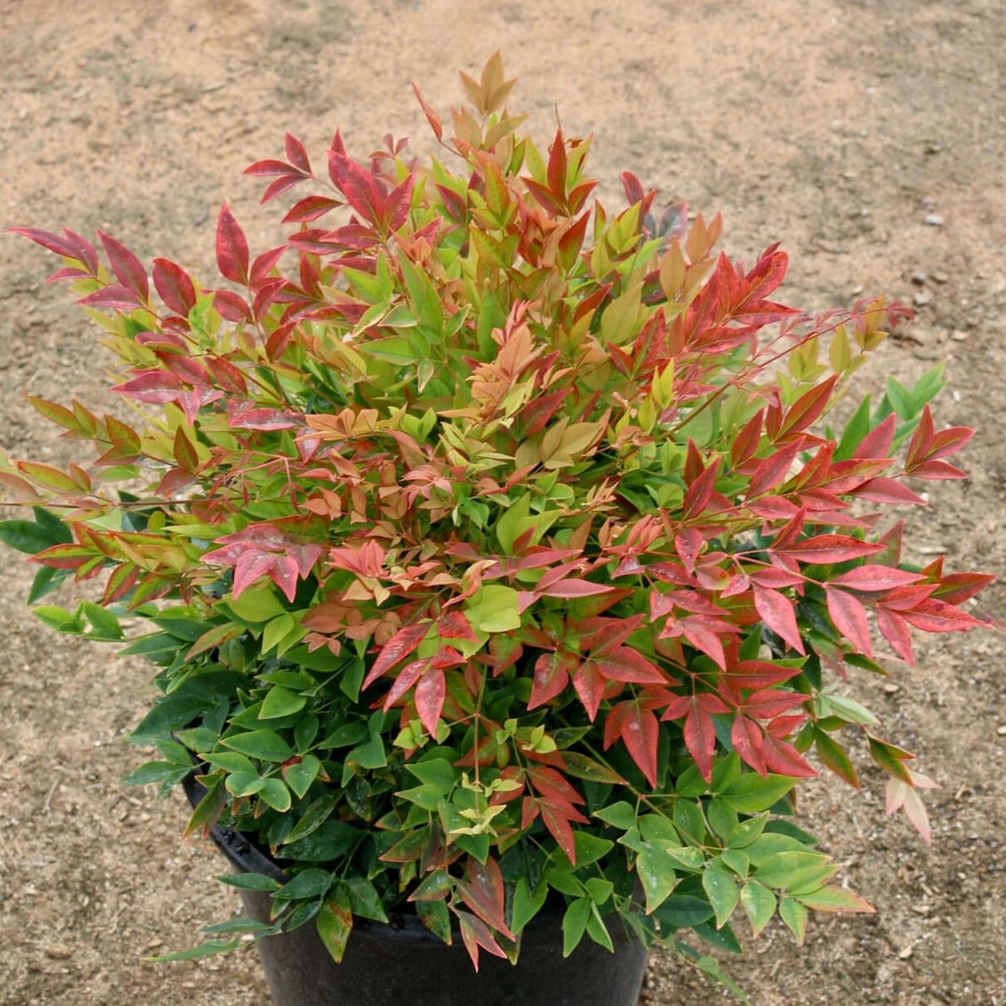 Nandina Gulf Stream