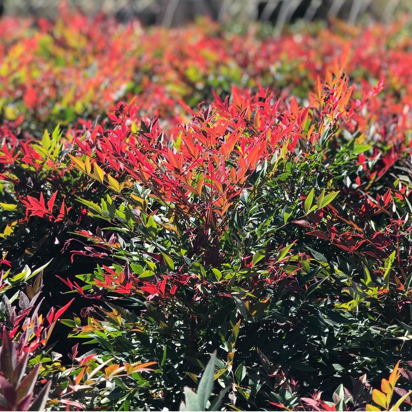 Nandina Obsession