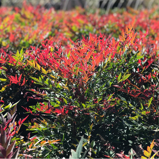 Nandina Obsession