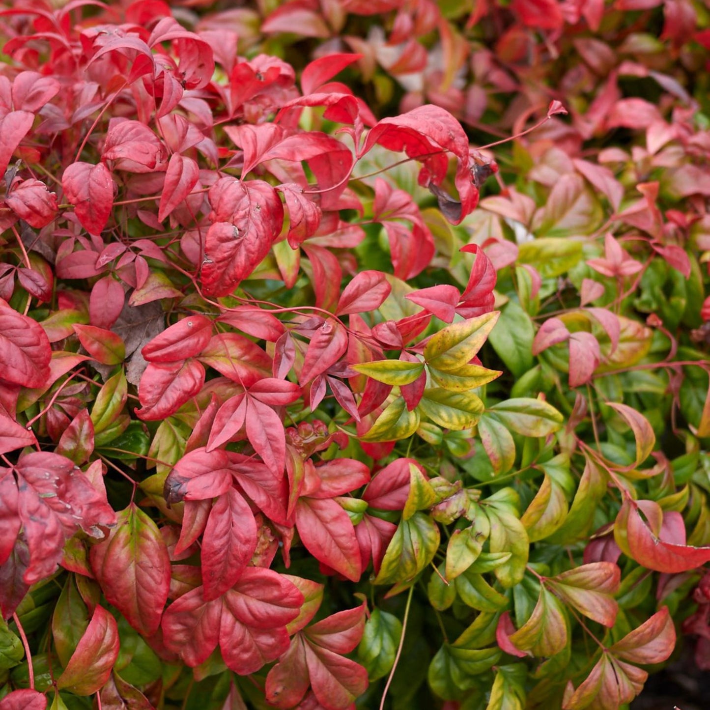 Nandina Pygmea