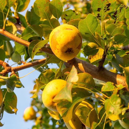 Pear Nashi Nijisseiki