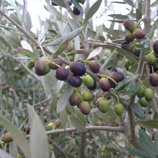 Olive Pendalino