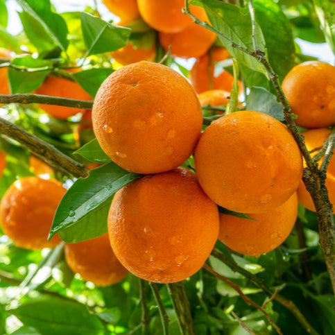 Orange Navel Powell