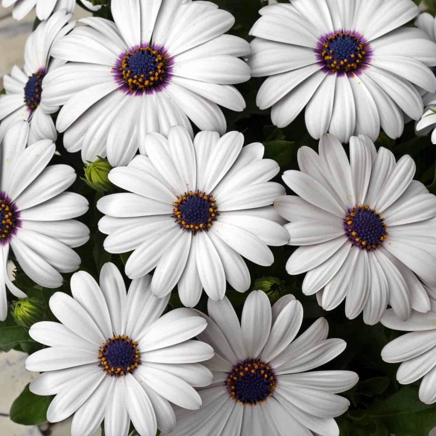 Osteospermum Asti White