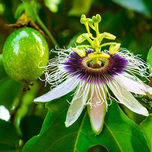Passionfruit Black