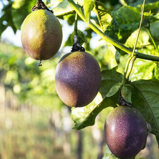 Passionfruit