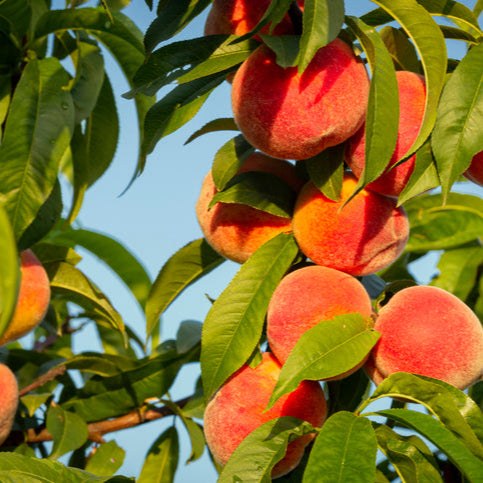 Peach Honey Babe