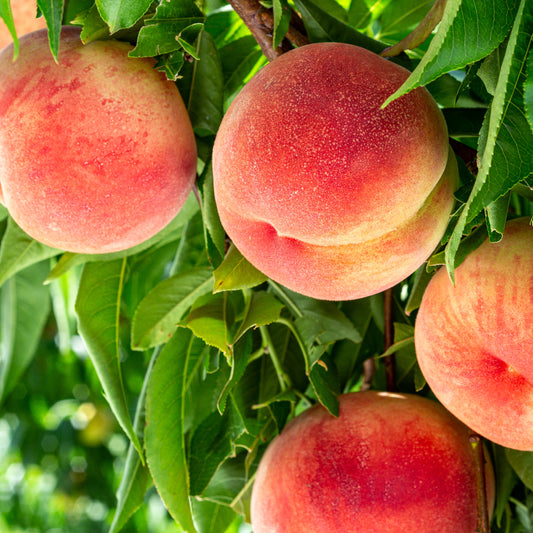 Peach Sanguine
