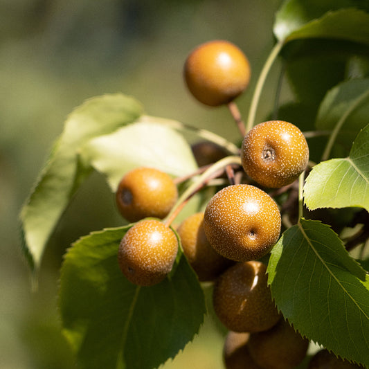 Pear Taylors Gold