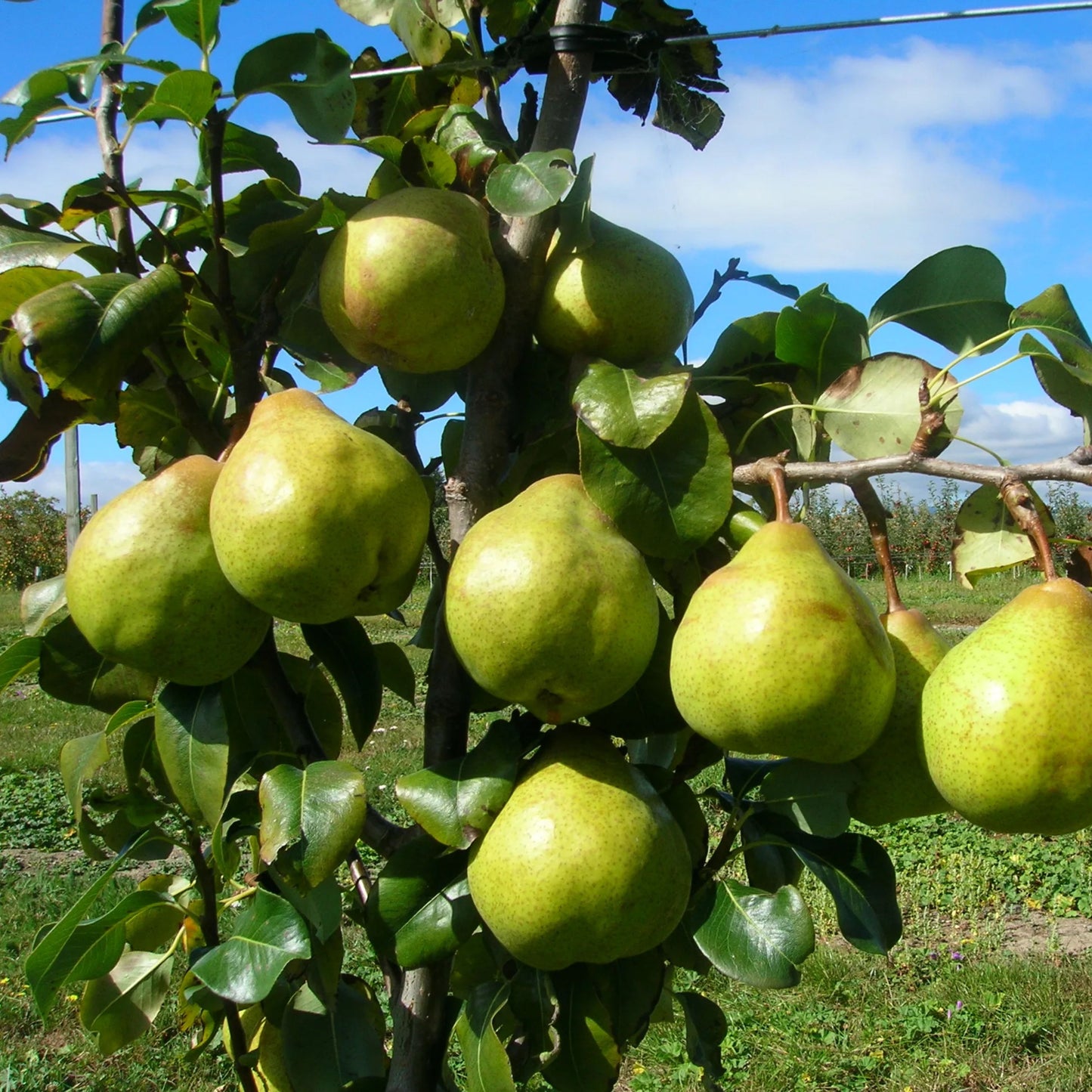 Pear Garden Belle