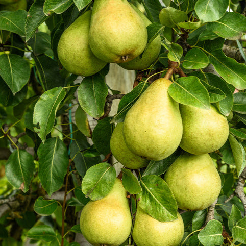Pear Garden Belle
