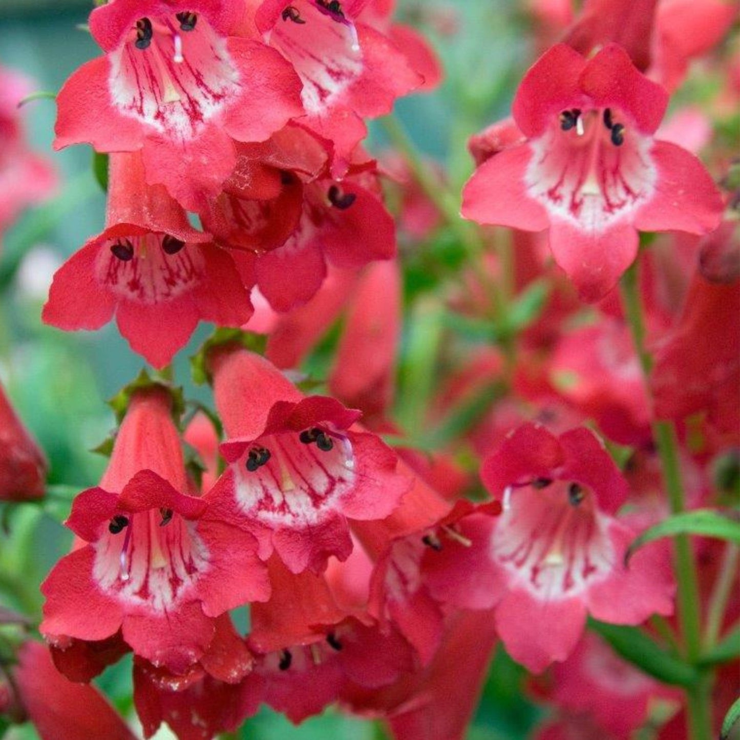 Penstemon Etna