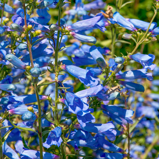 Penstemon Heterophyllus Electric Blue