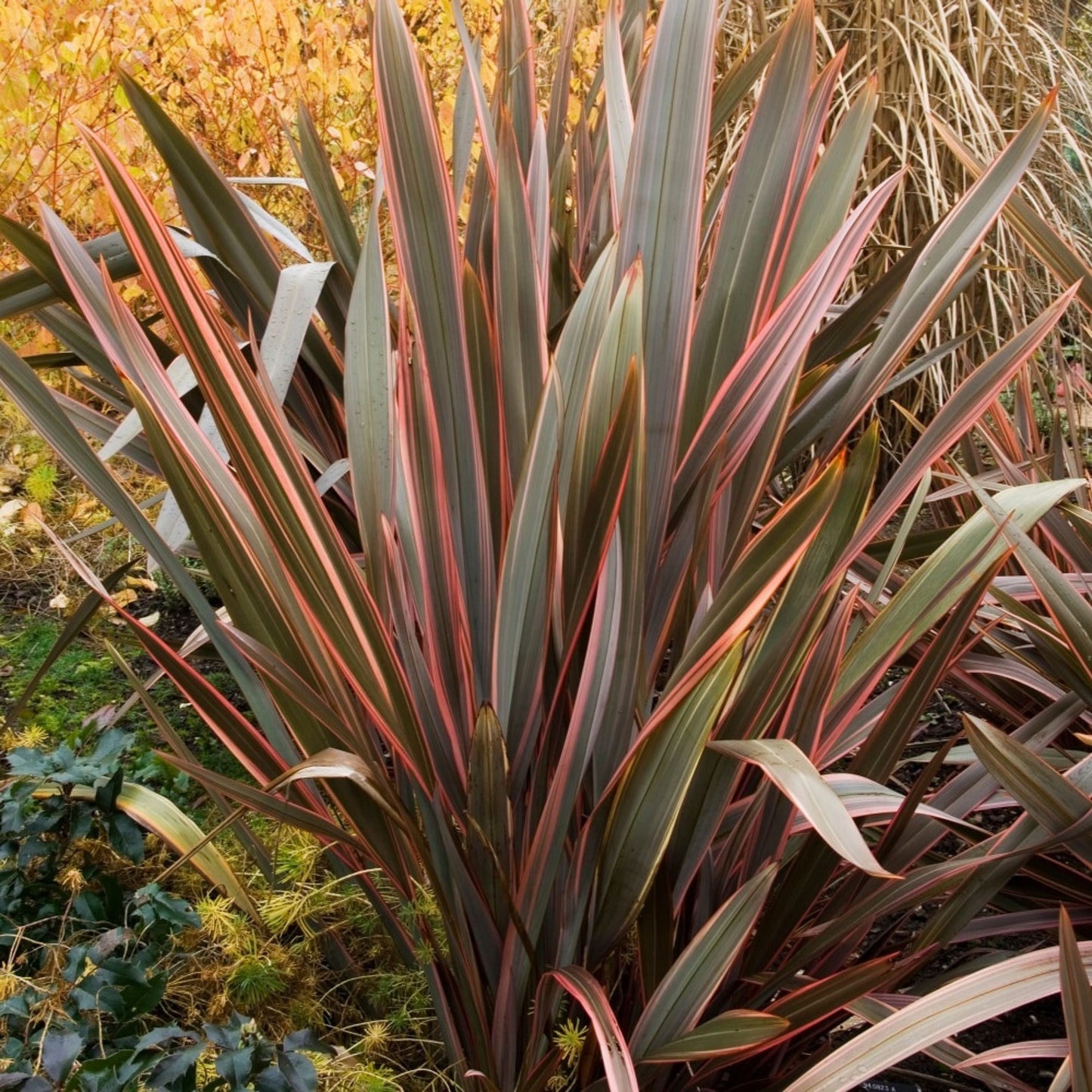 Phorimum Chief Rainbow