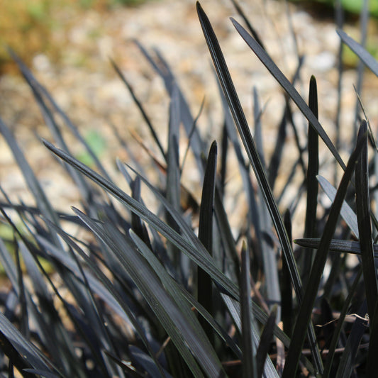 Phoriumum Black Rage