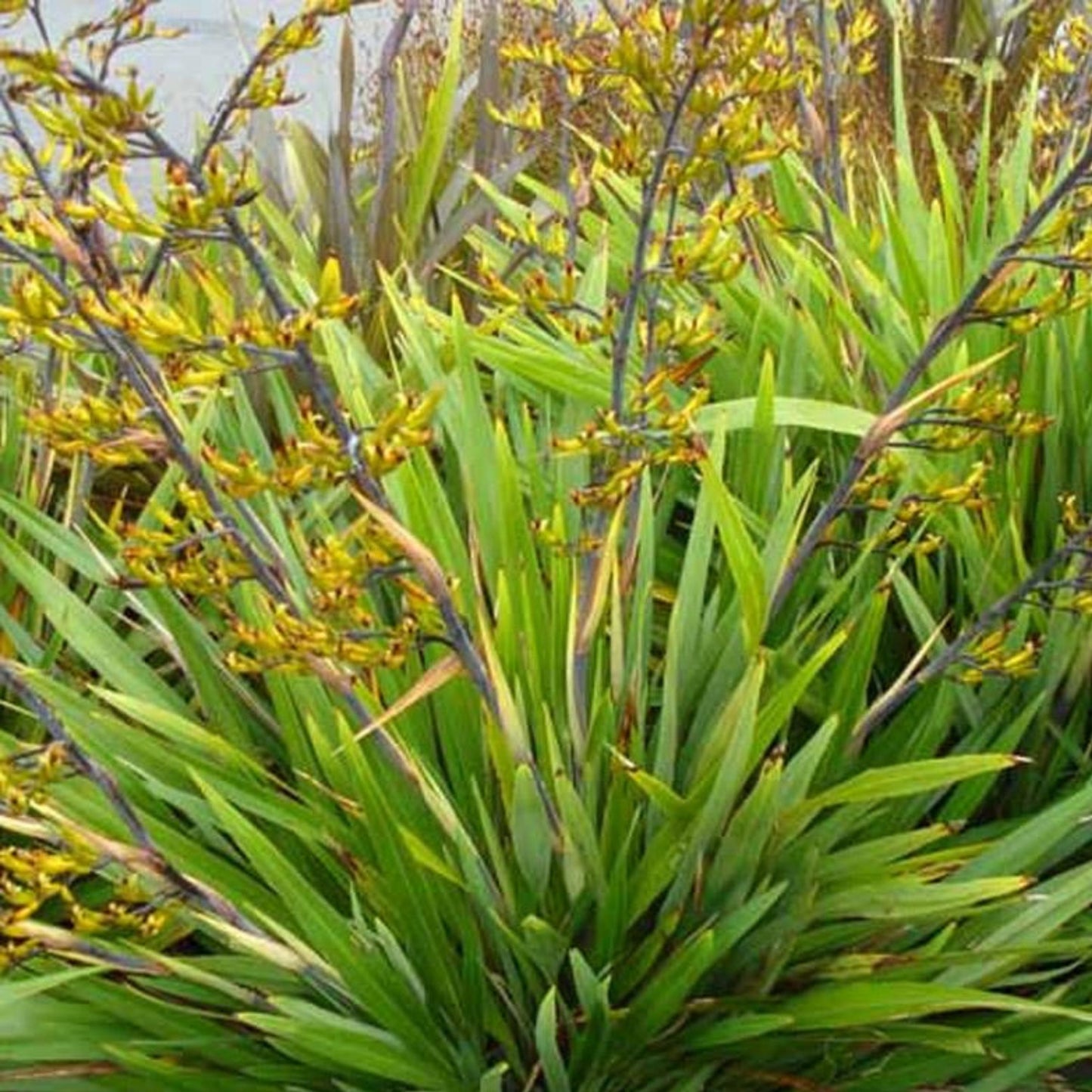 Phormium Cookianum