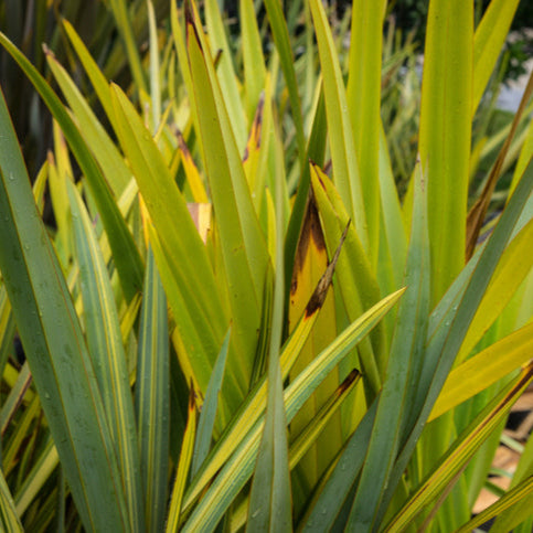 Phormium Cookianum