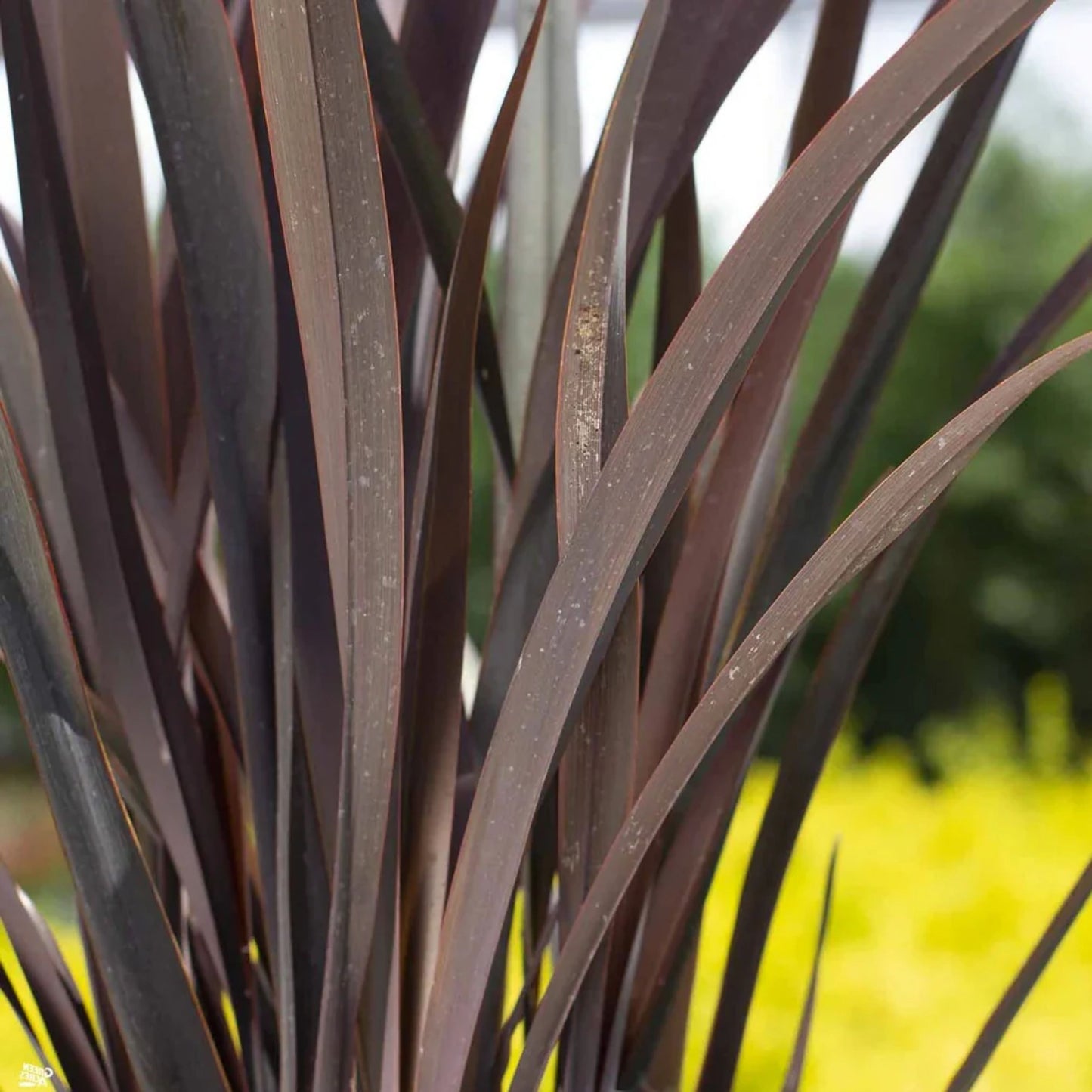 Phormium Dark Delight