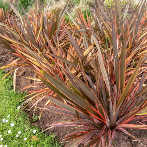 Phormium Tenanx