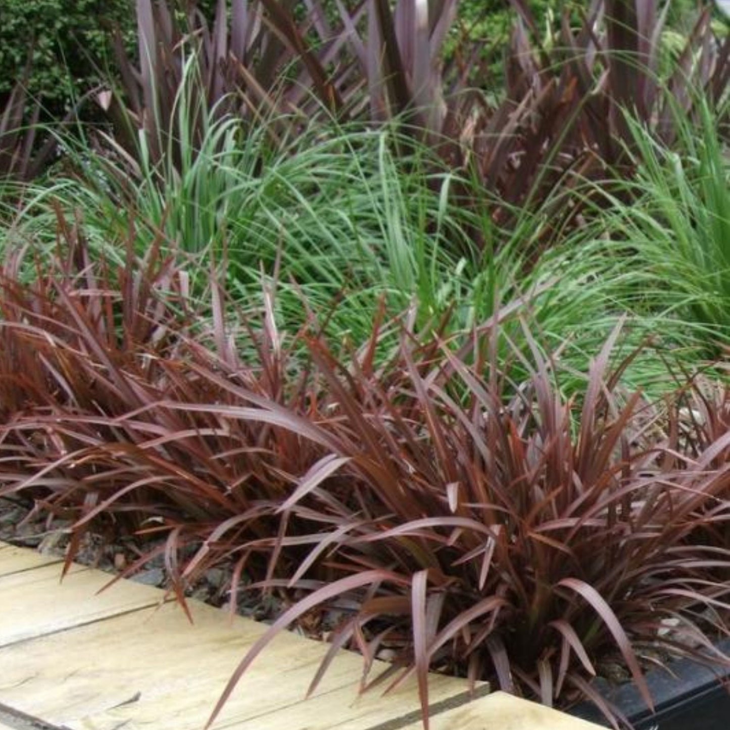 Phormium Sweet Mist