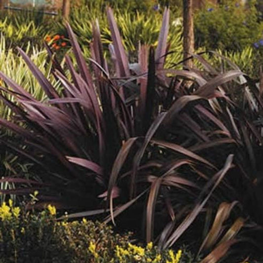 Phormium Tenanx Purple