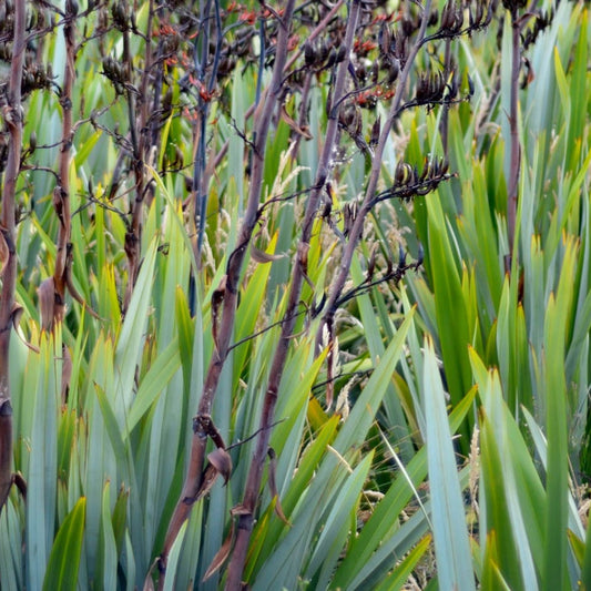 Phormium Tenanx