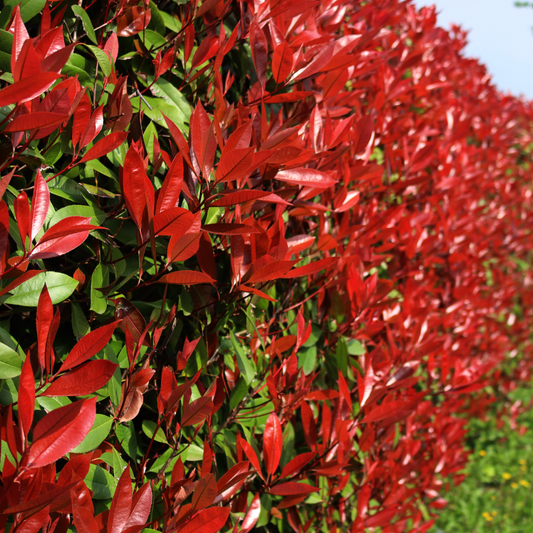 Photinia Super Red