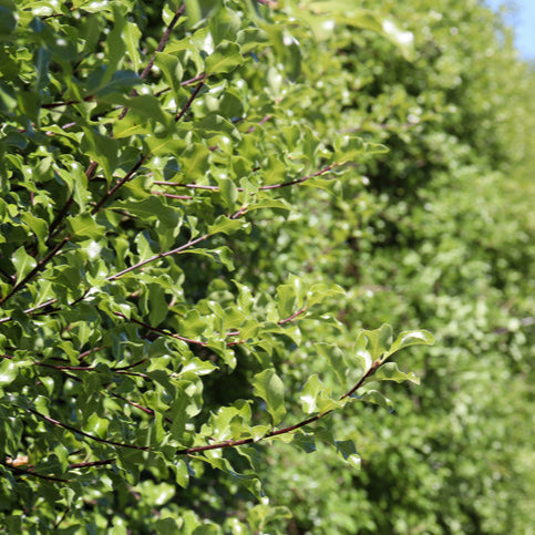Pittosporum Frankies Folly