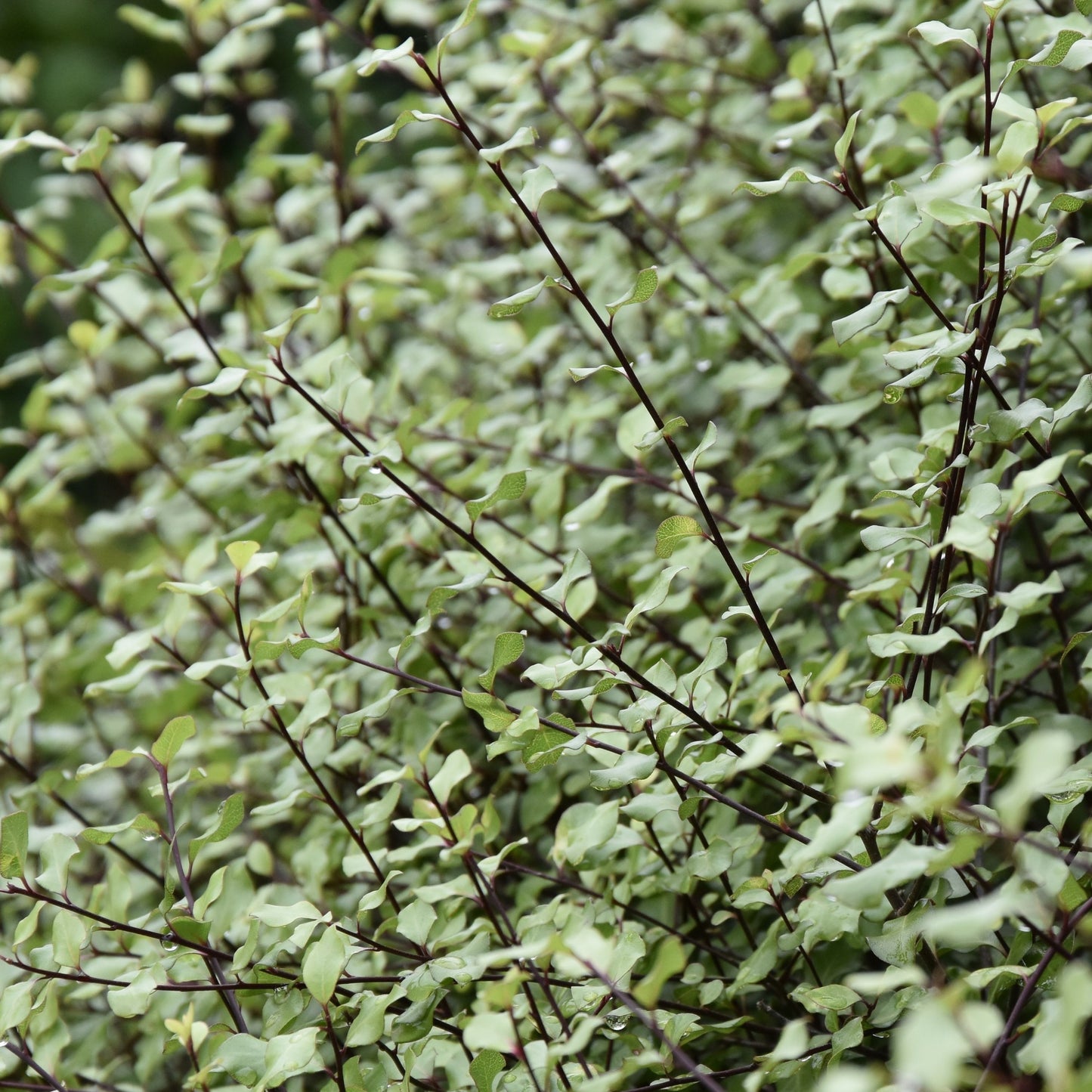 Pittosporum Silver Sheen