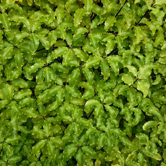 Pittosporum Sumo