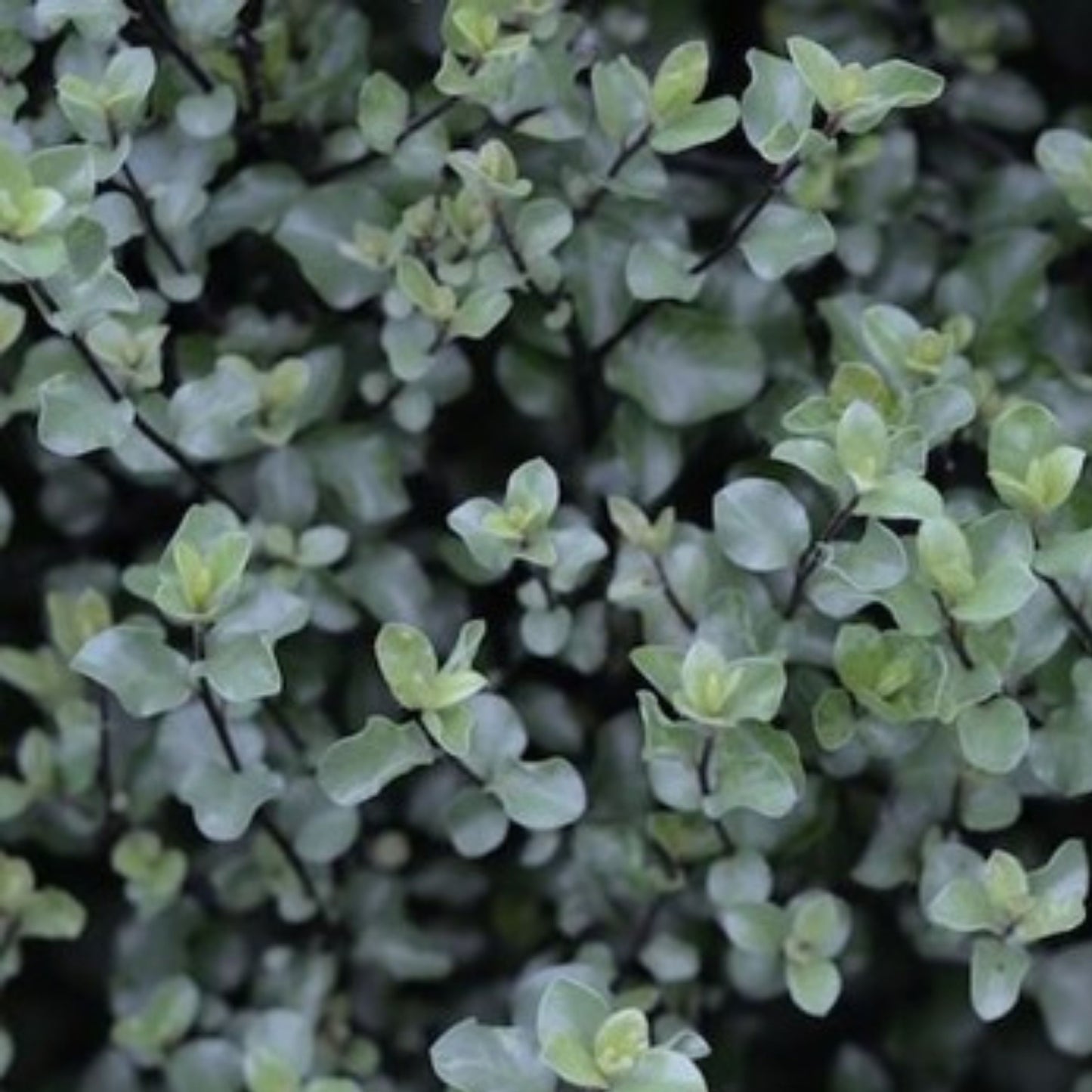 Pittosporum Wrinkle Blue