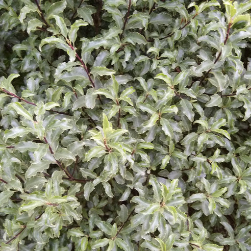 Pittosporum Wrinkle Blue