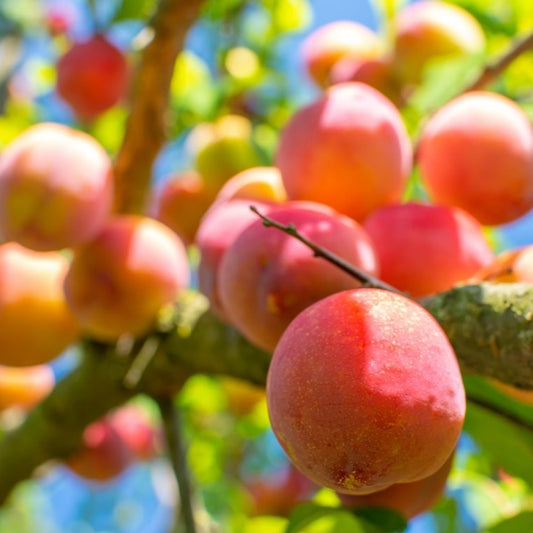 Ripe peaches on a tree branch with a blurred background