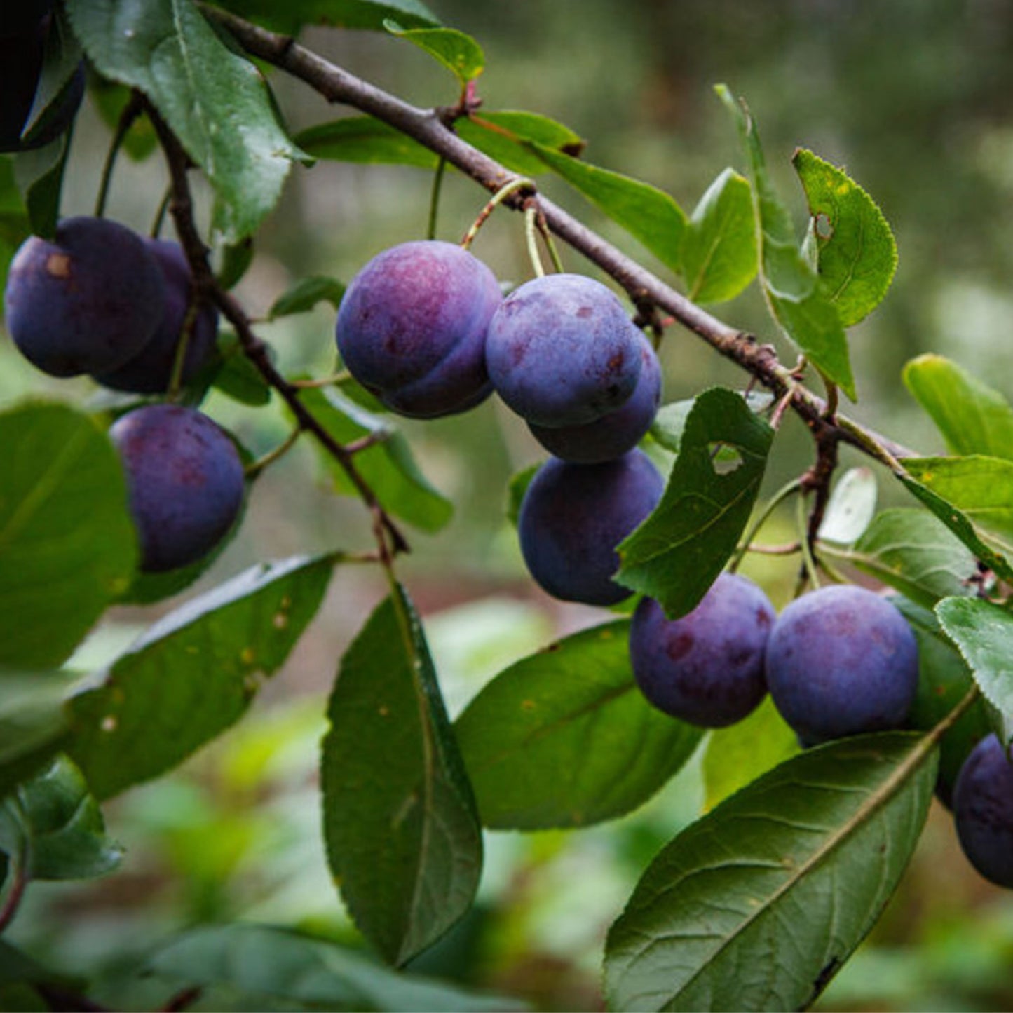 Plum Purple King