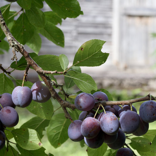 Plum Purple King