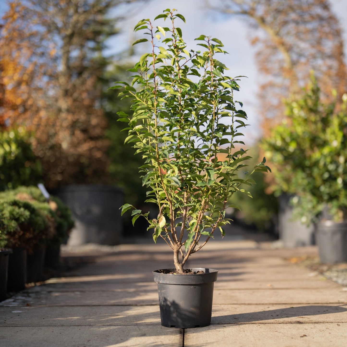 Portuuse Laurel