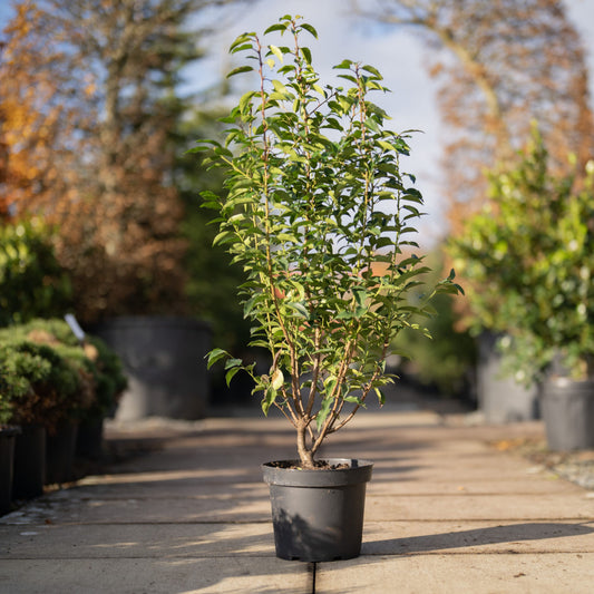 Portuuse Laurel