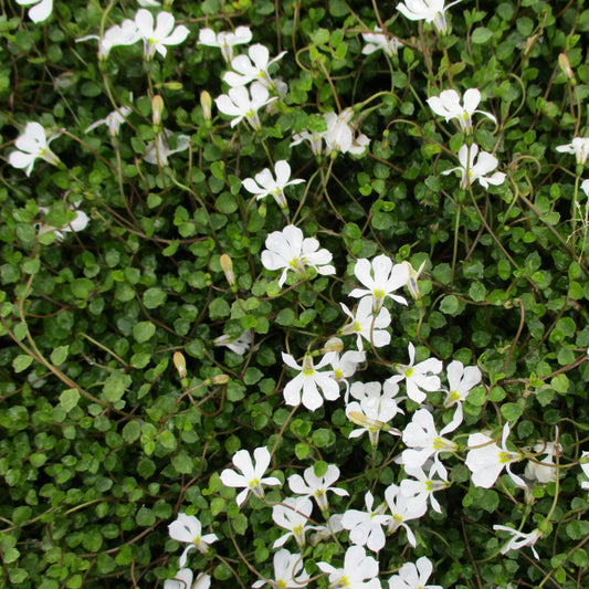Pratia Angulata