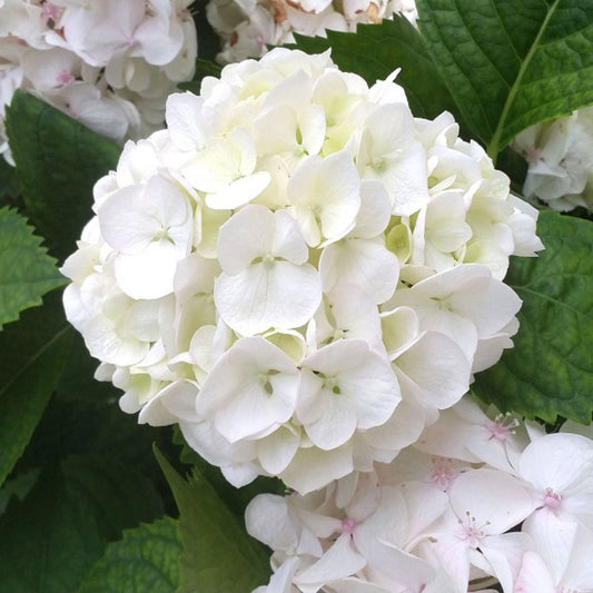 Hydrangea Princess Julianna