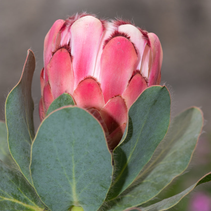 Protea Pink Ice