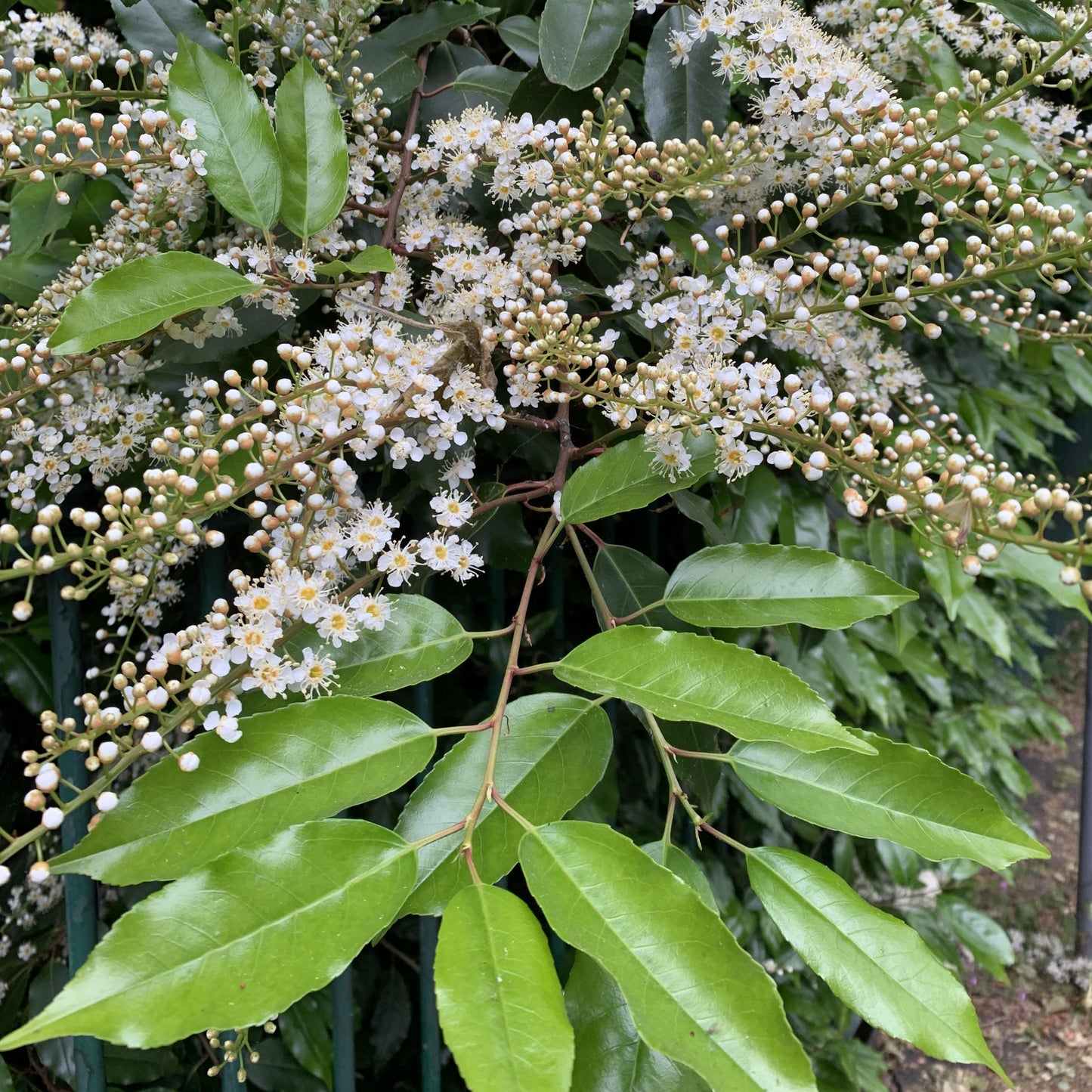 Prunus Lusitanica