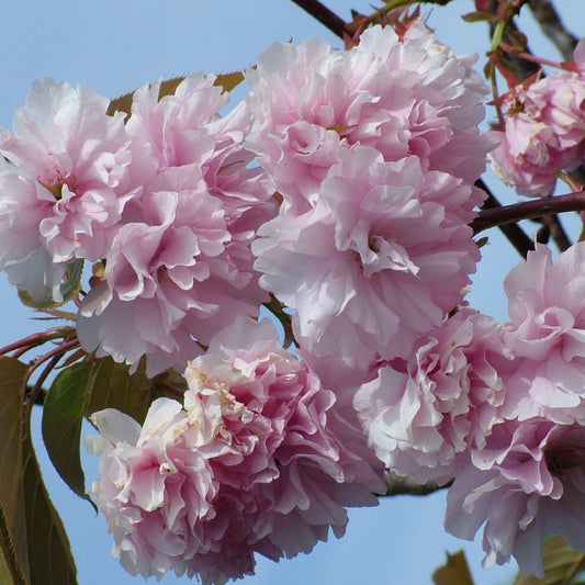 Prunus Weeping Cherry Tree