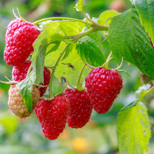 Raspberry Tulameen