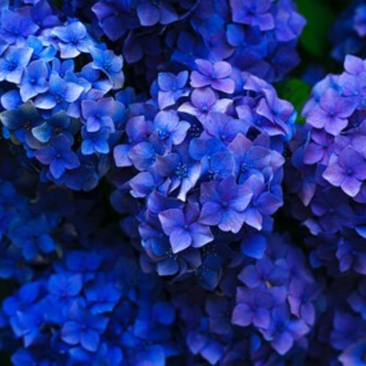 Hydrangea Renate Steinger