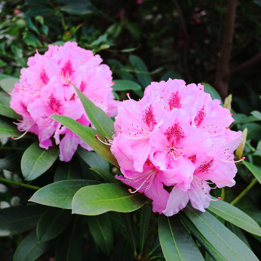 Rhododendron Noyo Brave