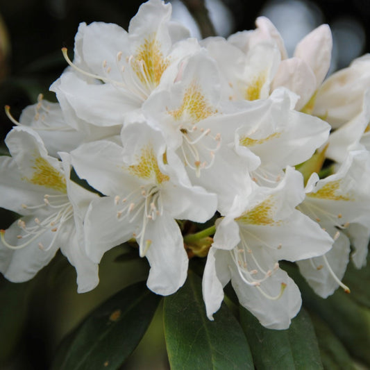 Rhododendron Cunningham White