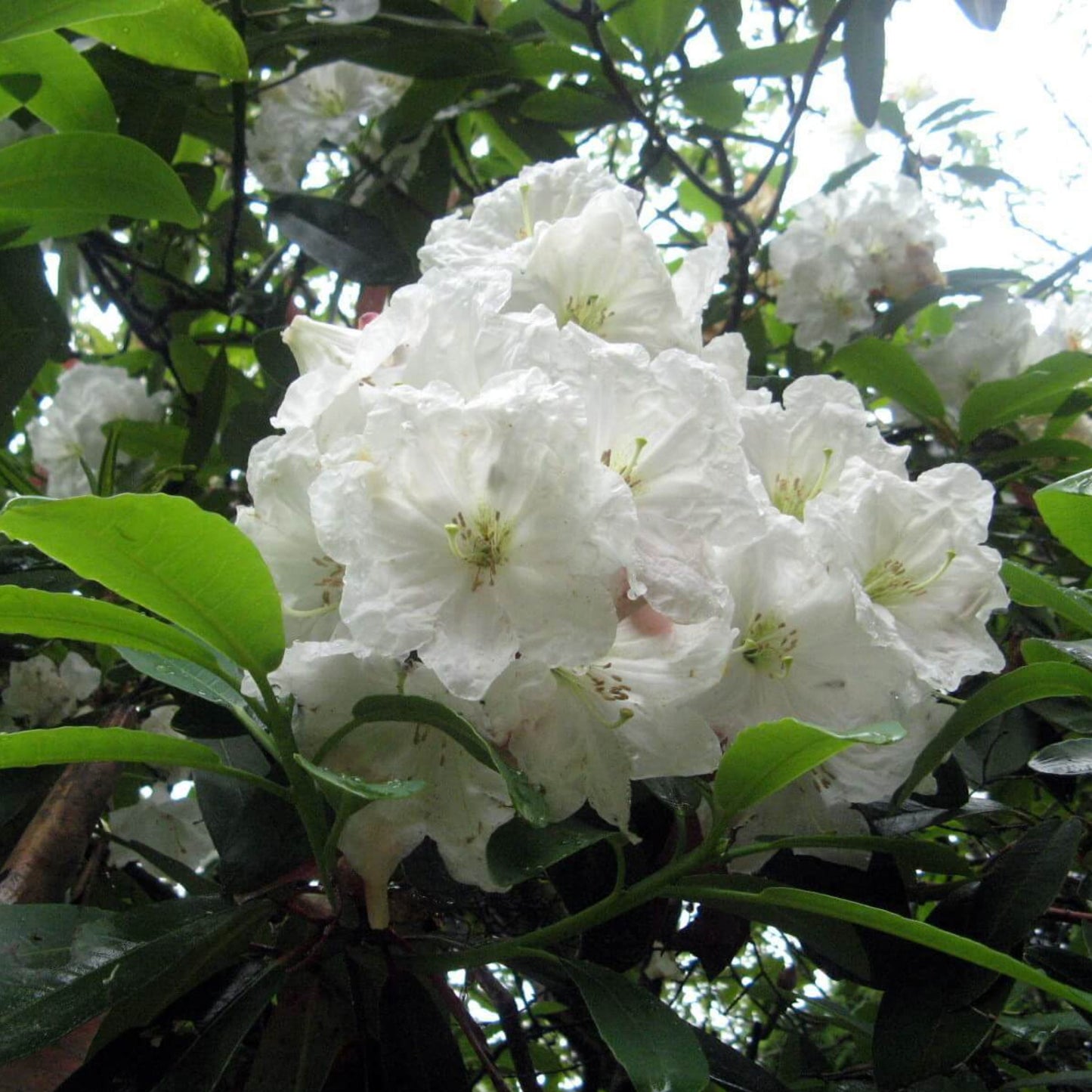 Rhododendron Kotoku