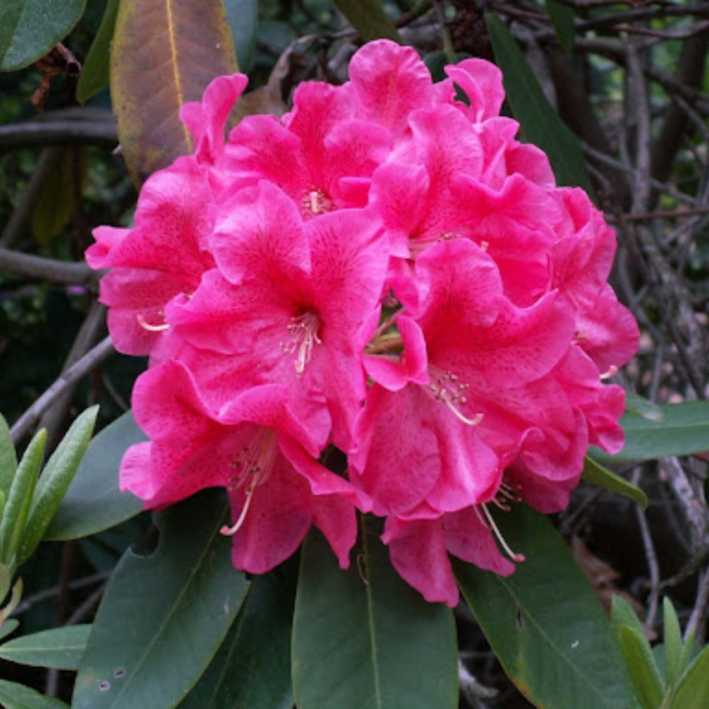 Rhododendron Kotoku