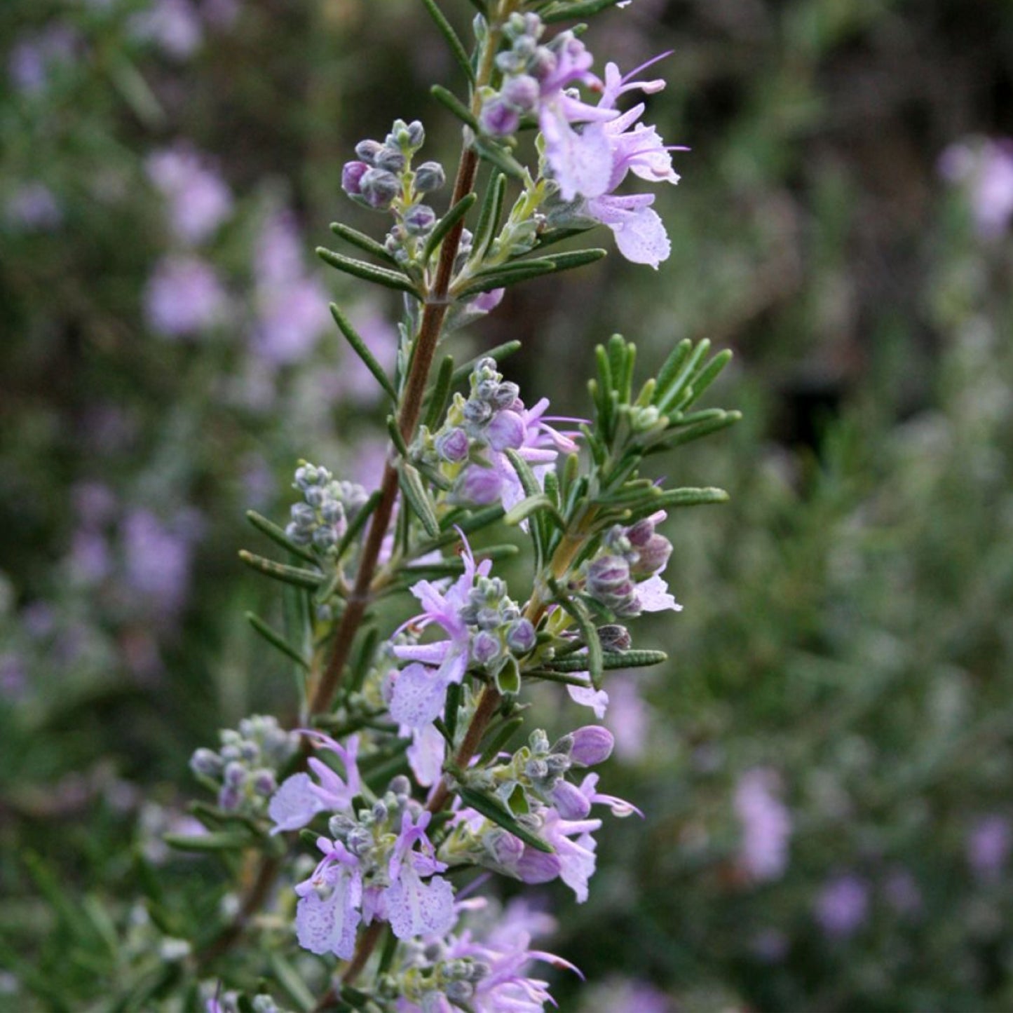 Rosemary Pink